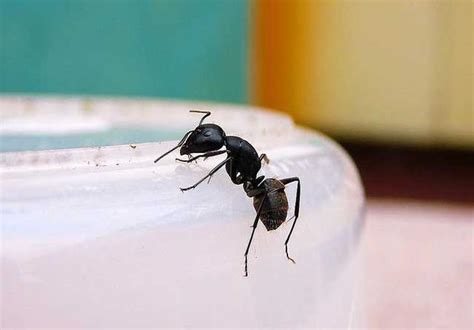 家裡 螞蟻很多
